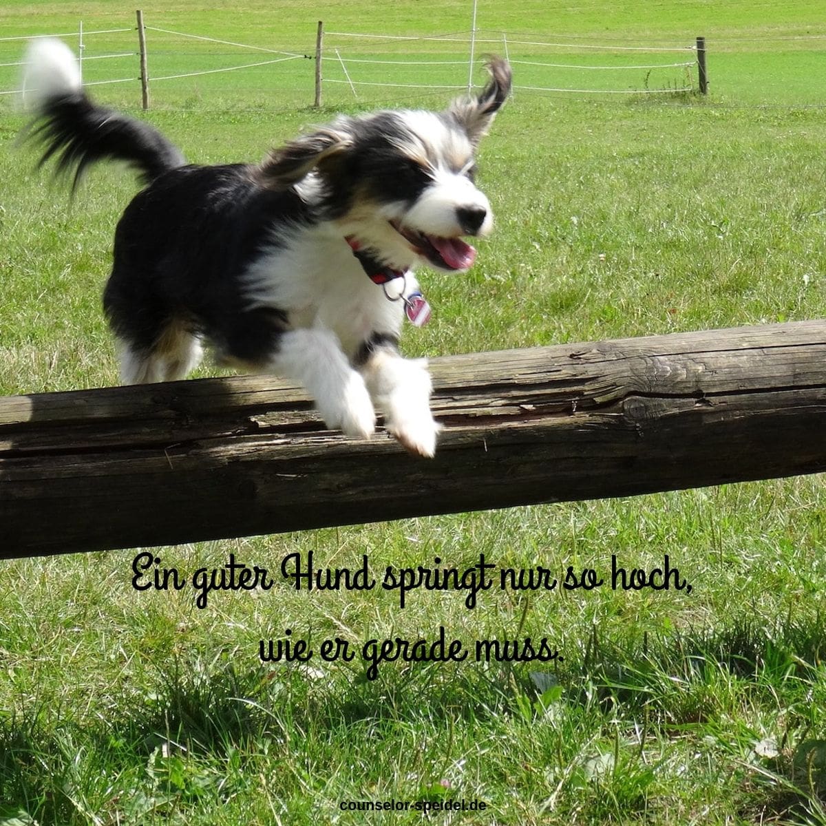 Ein guter Hund springt nur so hoch, wie er gerade muss.
